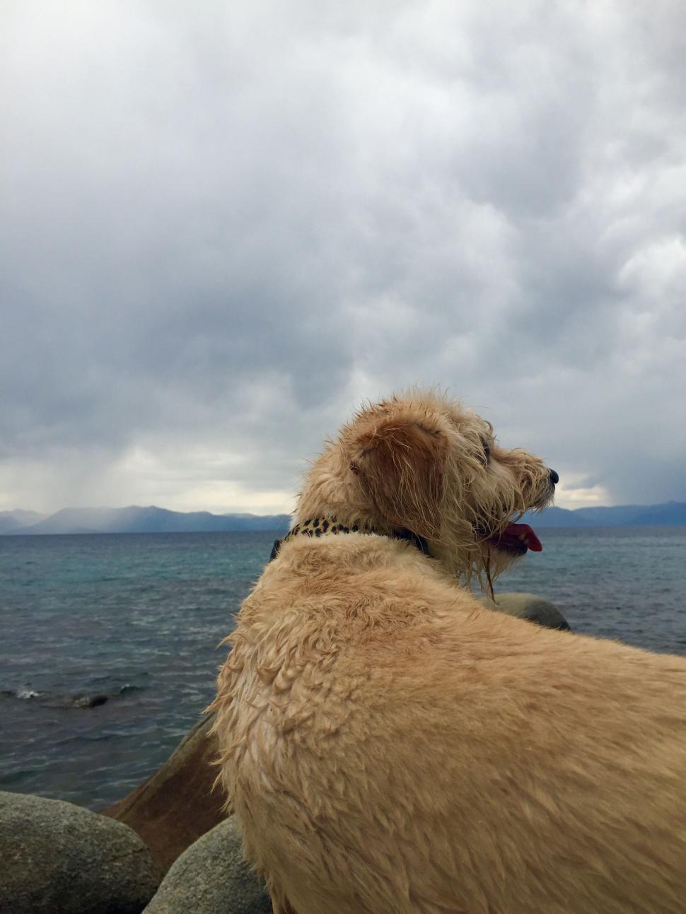 Free Image of Dog Sitting on Top of a Rock by the Ocean 