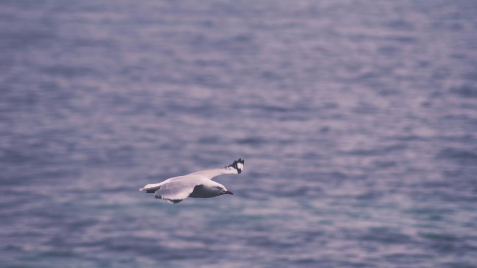 Free Image of Seagull Flying Over Body of Water 