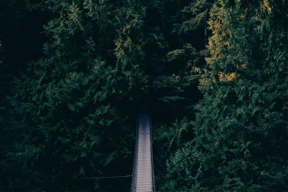 Free Image of Long Road Cutting Through Forest 