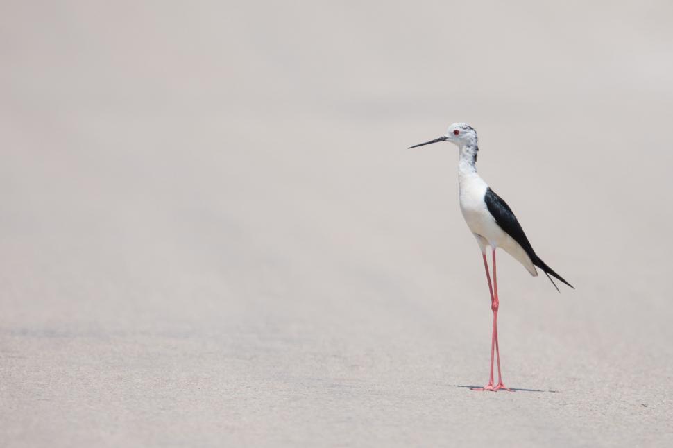 Free Image of Black and White Bird Standing in the Sand 