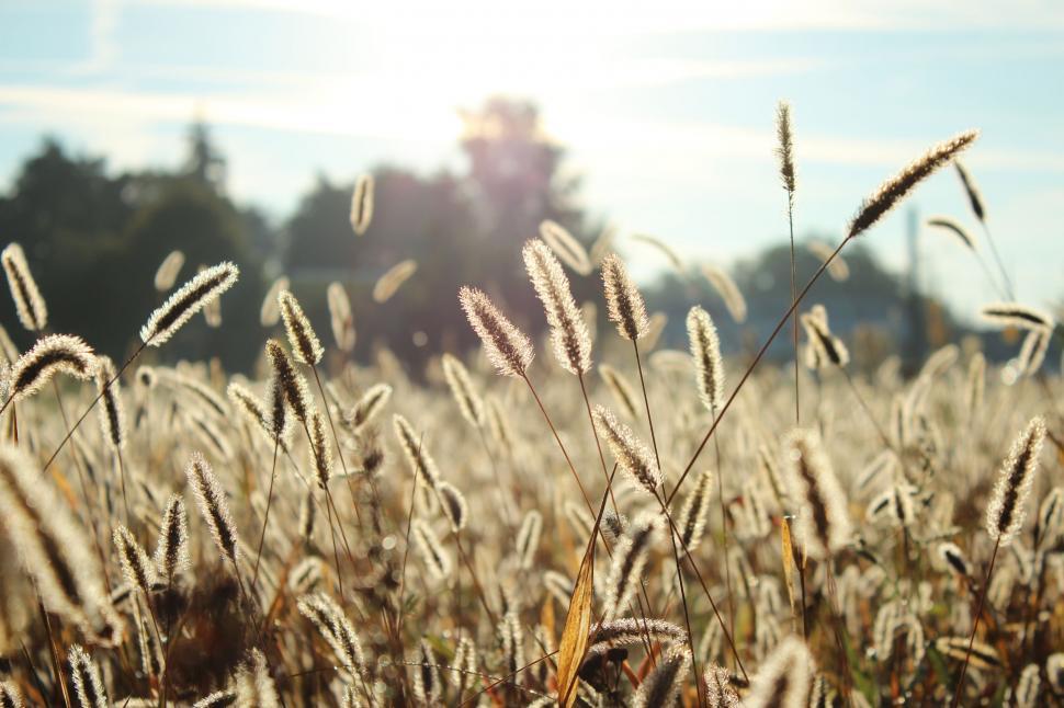 Free Image of Sunlit Tall Grass Field 
