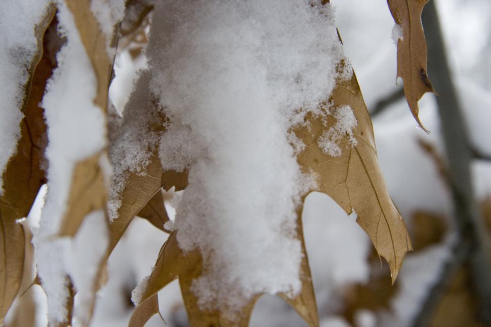 Free Image of Leaf covered in Snow 