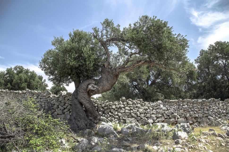 Free Image of Ancient Olive Tree Growing in Stone Wall 