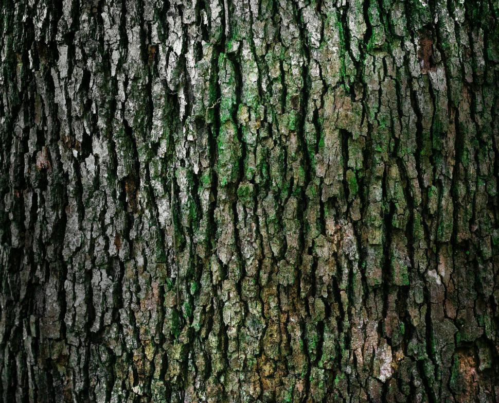 Free Image of Detailed View of Tree Bark 