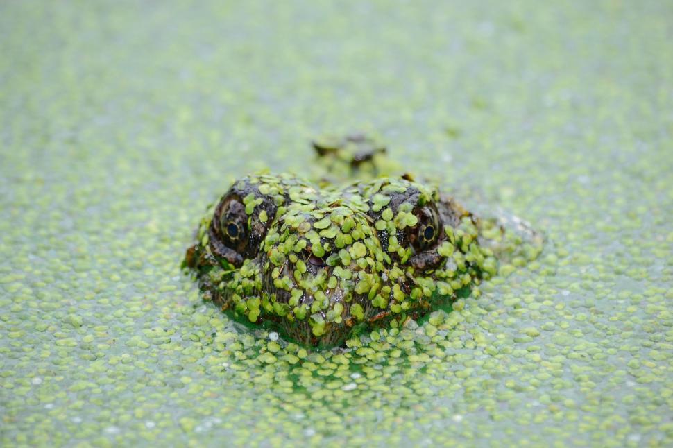 Free Image of Frog Sitting in Water 