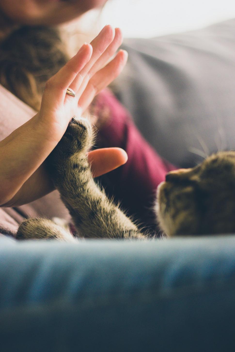 Free Image of Woman Holding Cat in Hands 