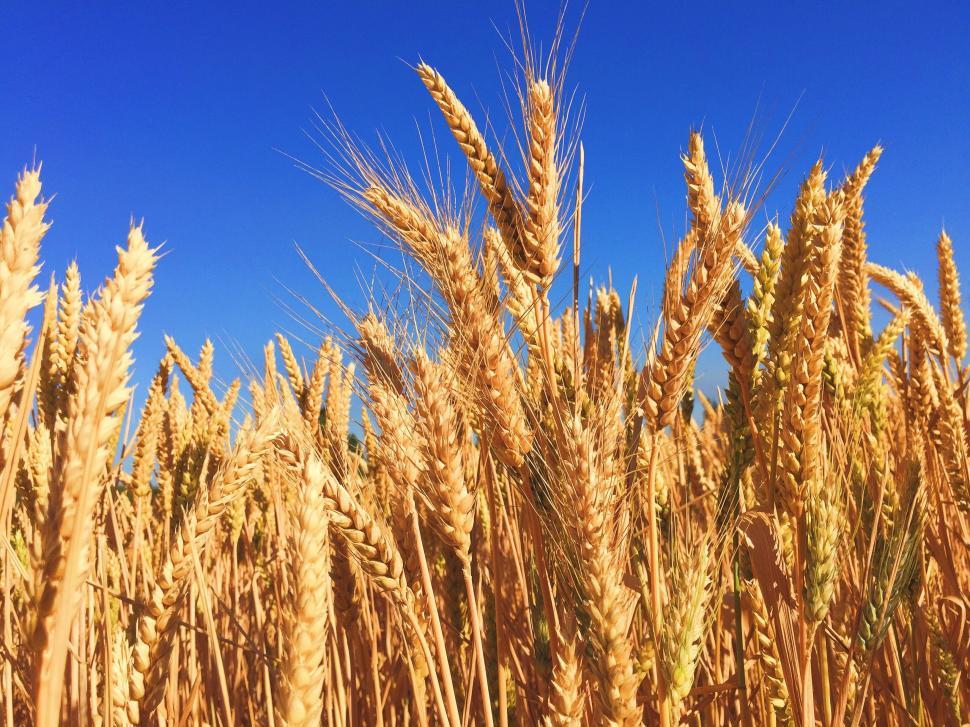 Free Image of Field of Ripe Wheat Against Blue Sky 
