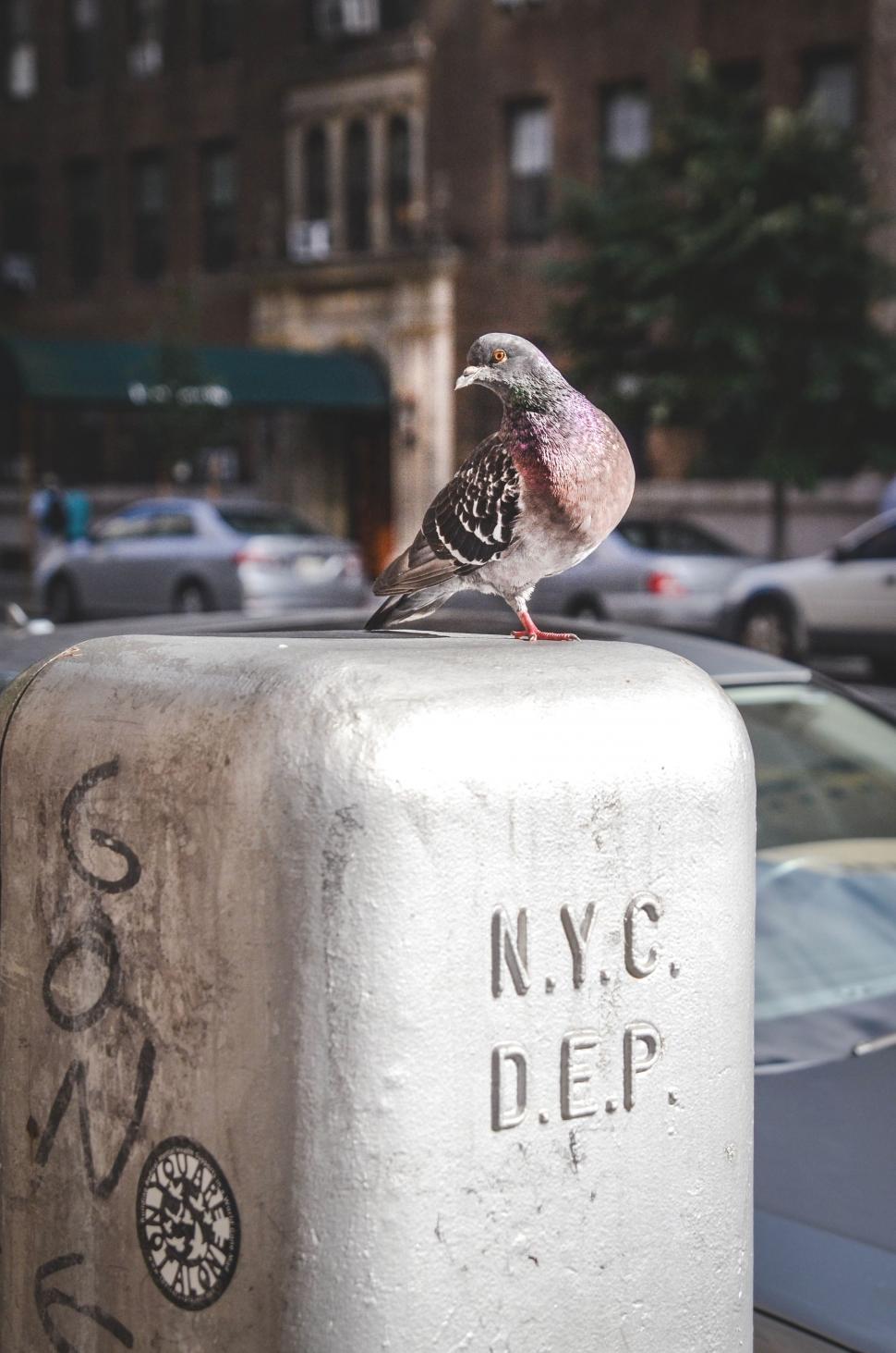 Free Image of Small Bird Perched on Top of Metal Box 