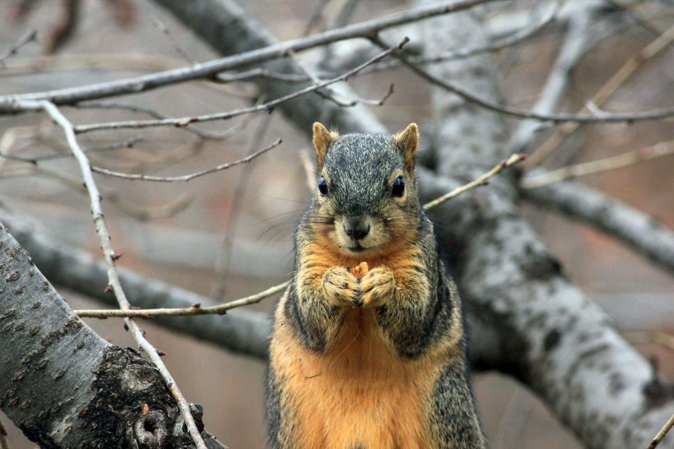 Free Image of Squirrel Standing on Hind Legs in Tree 