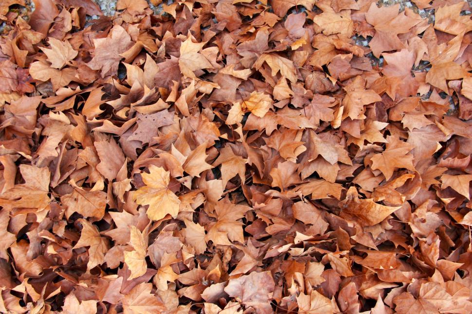Free Image of Autumn Leaves Scattered on the Ground 