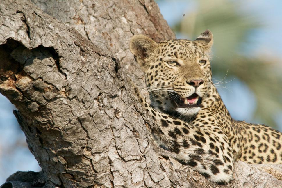 Free Image of Leopard Sitting in Tree With Mouth Open 