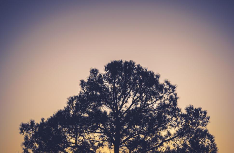 Free Image of Lone Tree Silhouetted Against Sunset Sky 