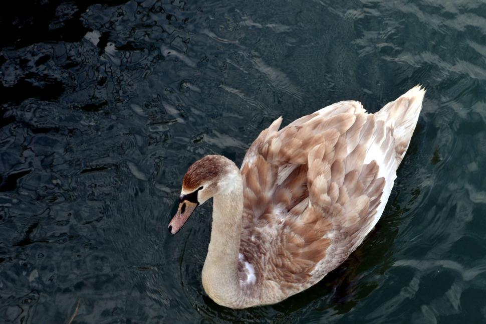 Free Image of Duck Floating on Body of Water 