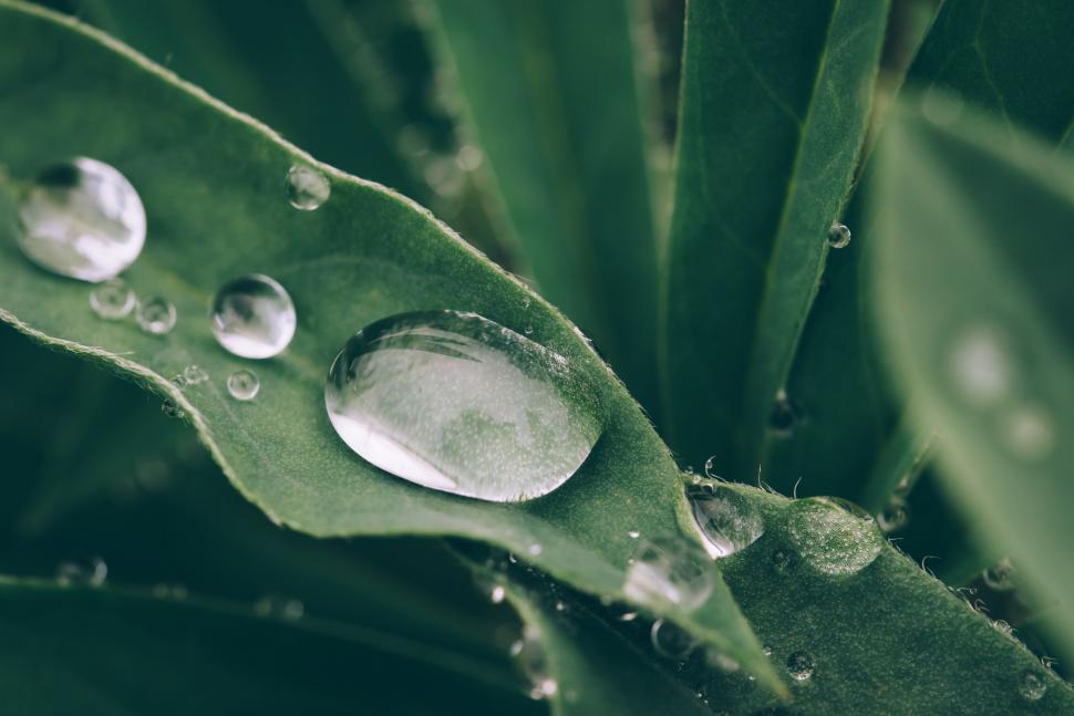 Free Image of Water Droplets on Leaf Close Up 