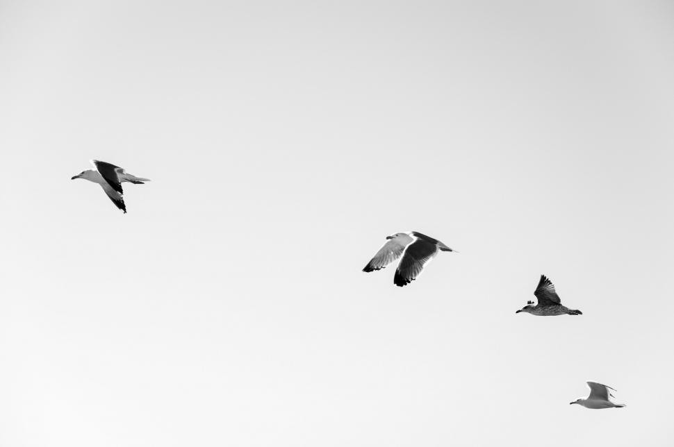 Free Image of A Flock of Birds Flying Through a Cloudy Sky 