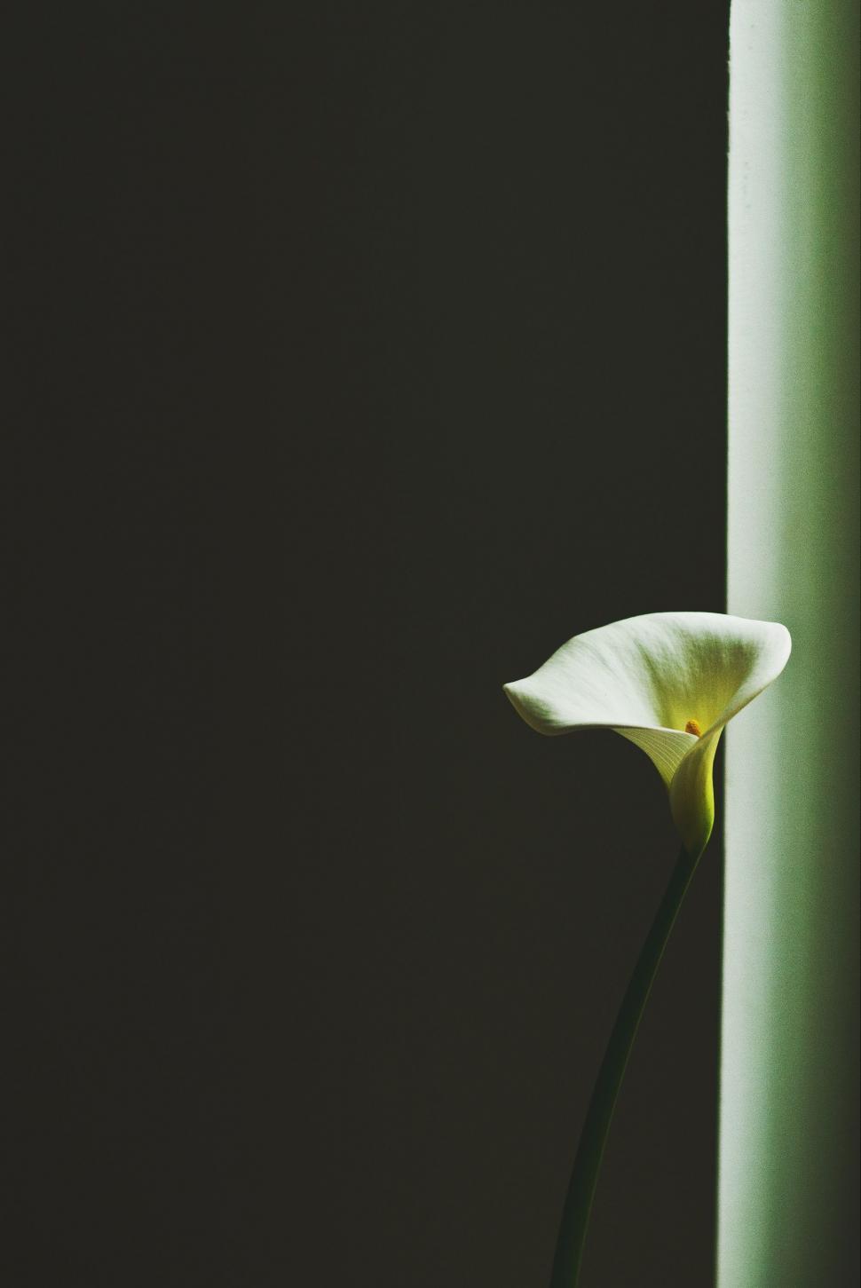 Free Image of Single White Flower Blooming in Dimly Lit Room 