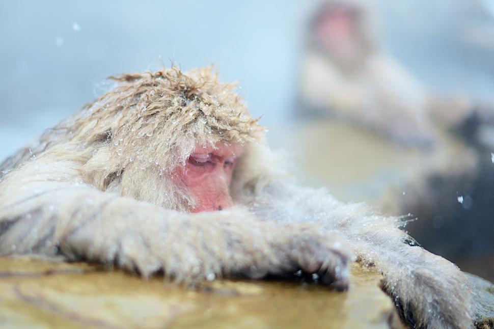 Free Image of Snow Monkey Bathing in Water 