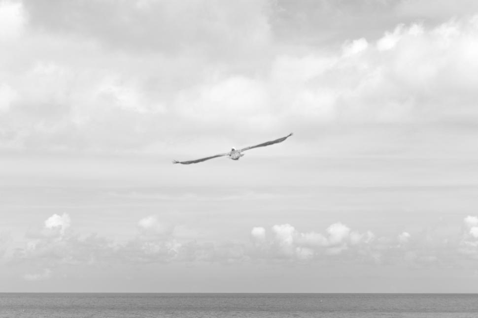 Free Image of Large Bird Flying Over Ocean Under Cloudy Sky 