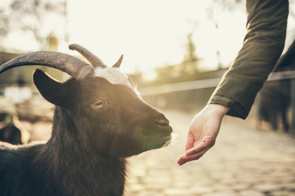 Free Image of Person Holding the Hand of a Goat 