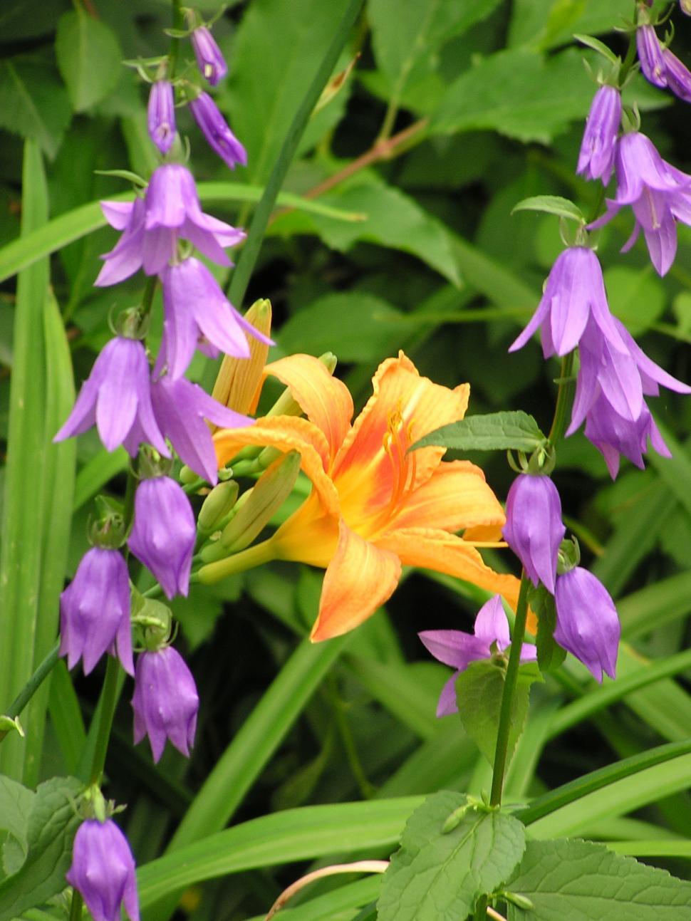 Free Image of Purple and Orange Flowers in Bloom 