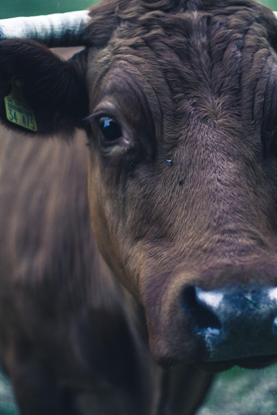 Free Image of Close Up of a Cow With Ear Tag 