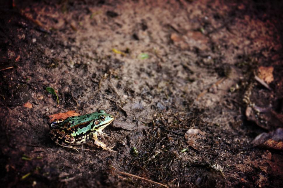 Free Image of Frog Sitting on Ground in Dirt 