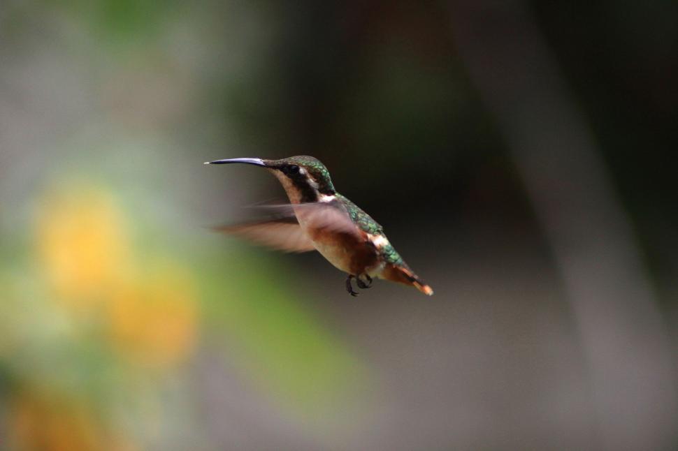 Free Image of Graceful Hummingbird Soaring Through Blurry Background 
