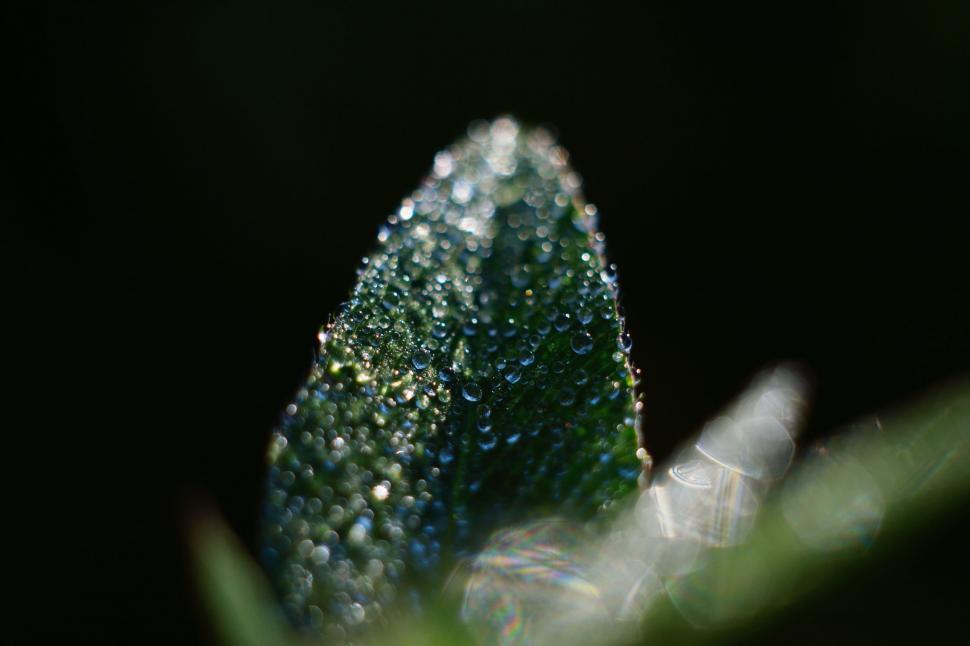 Free Image of Close Up of Leaf With Water Droplets 