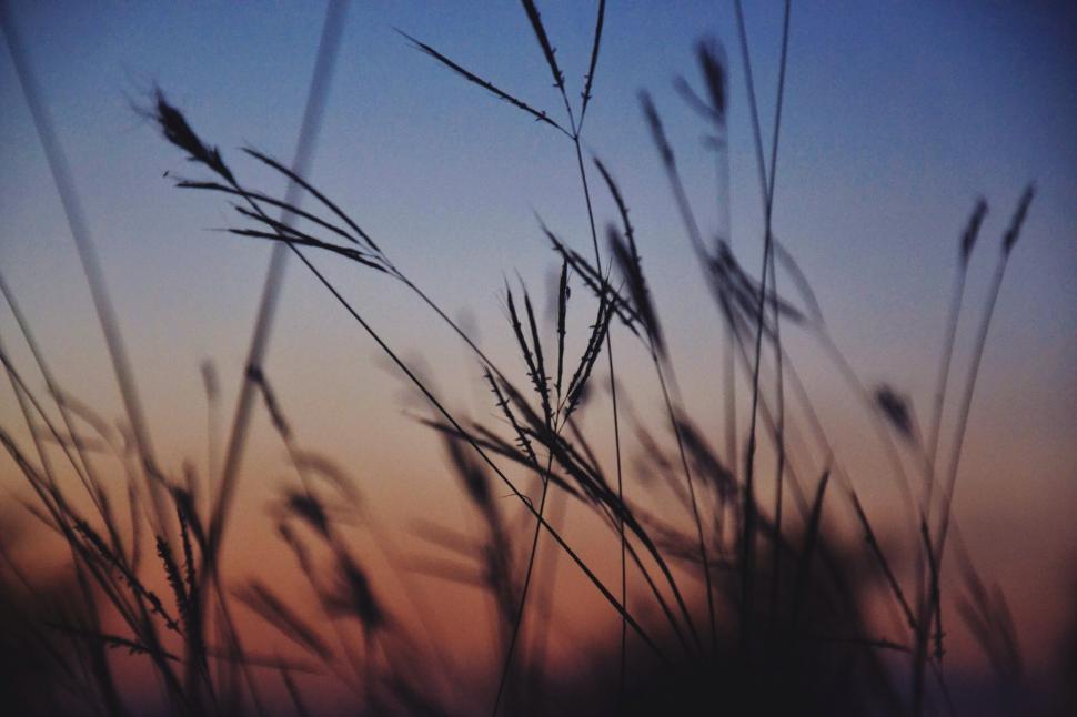 Free Image of Tall Grass at Sunset 