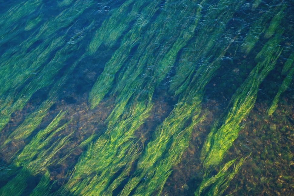 Free Image of Large Amount of Green Algae Floating on Body of Water 
