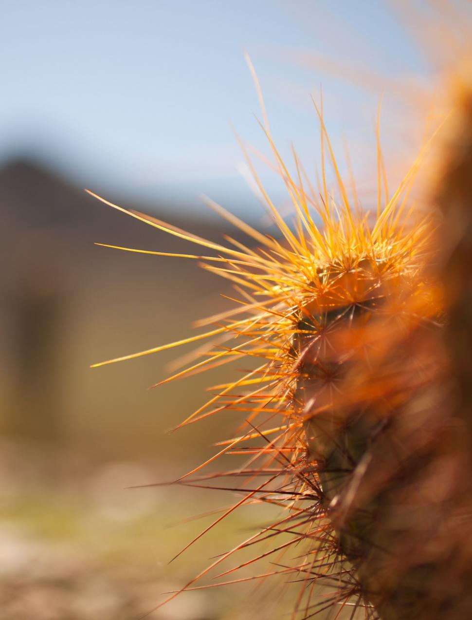 Free Image of Close Up of Cactus With Blurry Background 