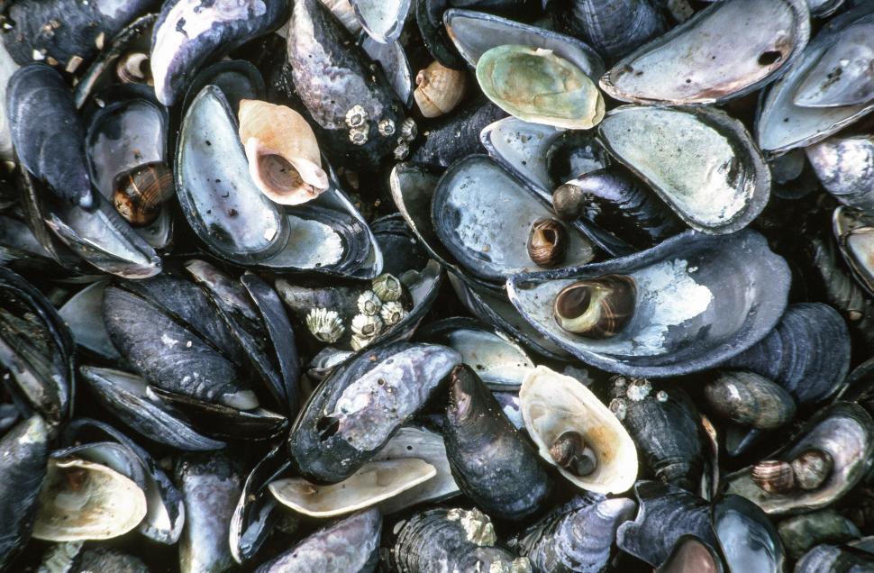 Free Image of Sea Shells 