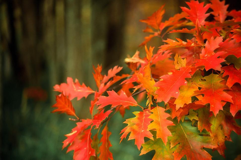 Free Image of Close-up of Red Leaves 