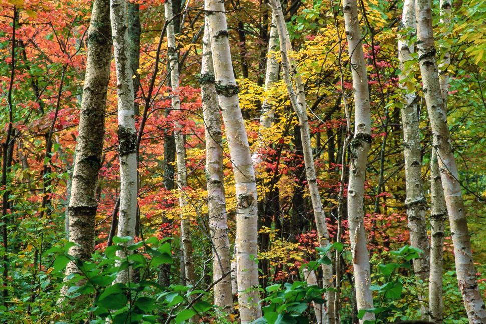 Free Image of Autumn Forest 