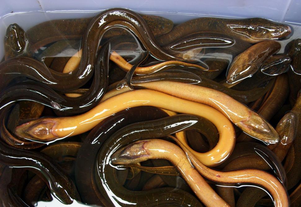 Free Image of Live eels on sale at Thai market  