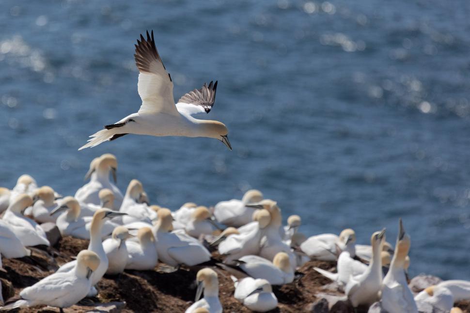 Download Free Stock Photo of Northern Gannet flying above group of other Gannets 