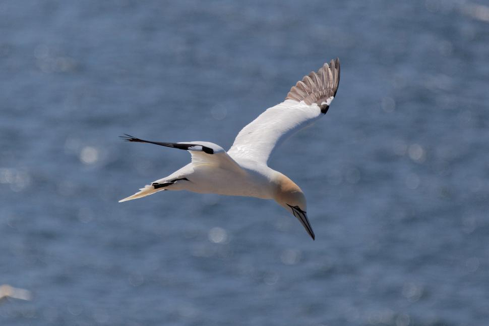 Free Image of Northern Gannet looking for food 