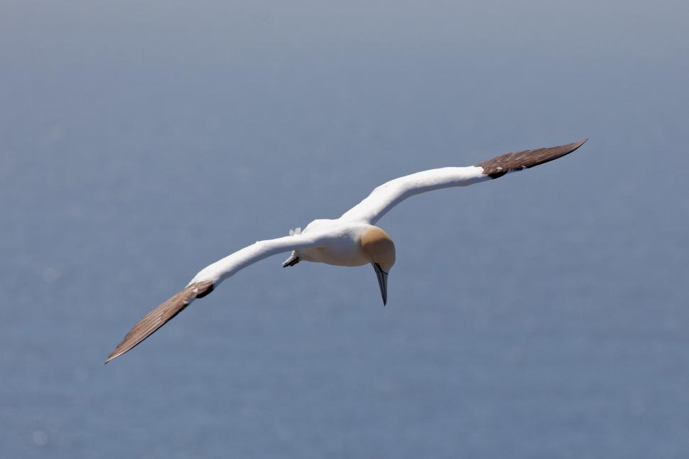 Free Image of Northern Gannet in flight 