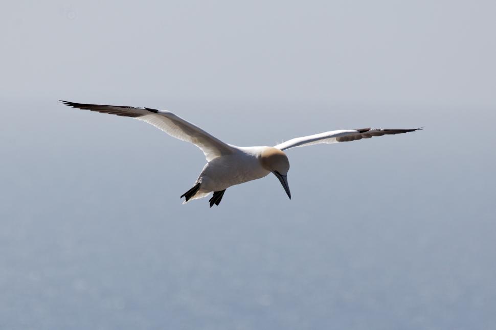 Download Free Stock Photo of Northern gannet in flight 
