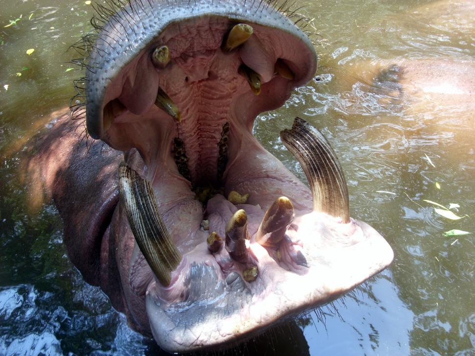 Free Image of Hippo Mouth  