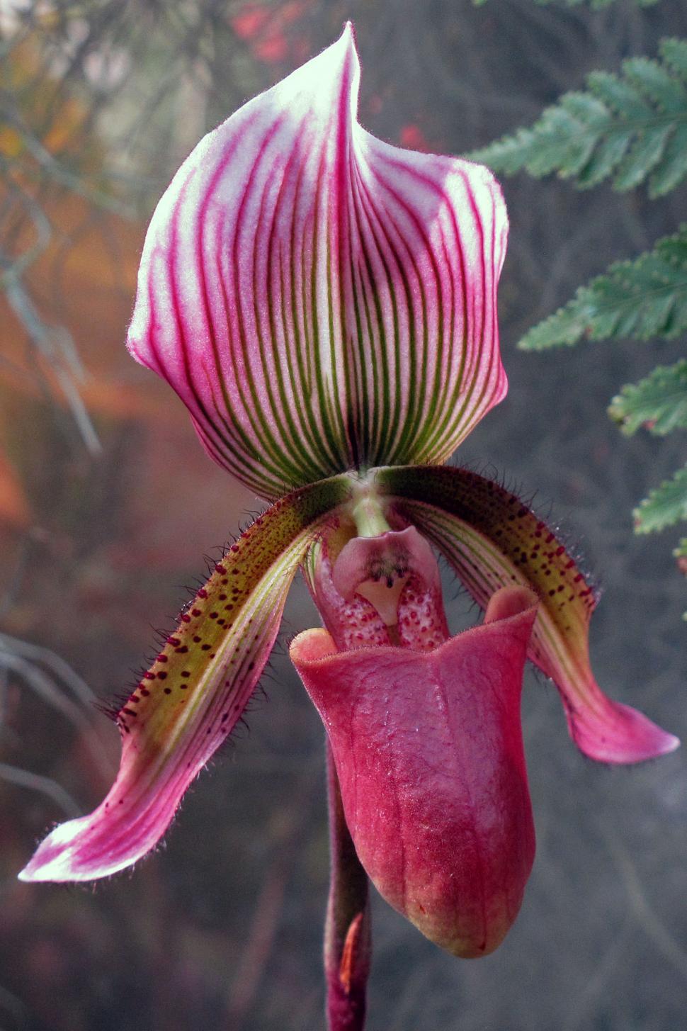 Free Image of Ladys Slipper Orchid 
