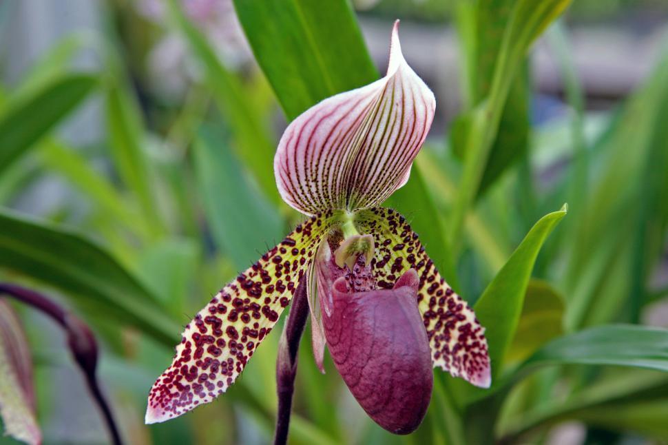 Free Image of Ladys Slipper Orchid. Paphiopedilum Callosum 