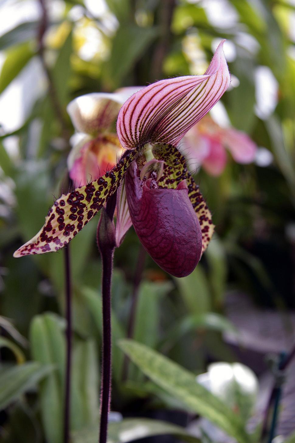 Free Image of Exotic Purple Ladys Slipper Orchid 