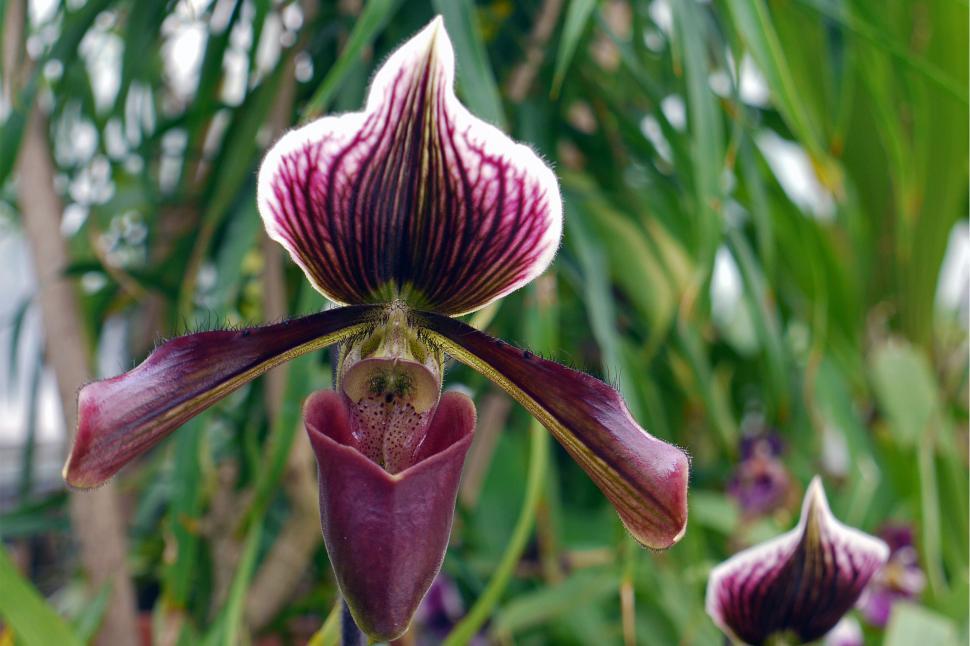 Free Image of Purple Lady s Slipper Orchid 