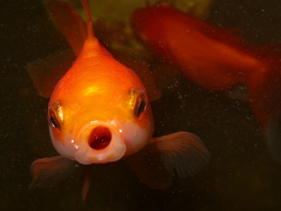 Download Free Stock Photo of Goldfish Face  