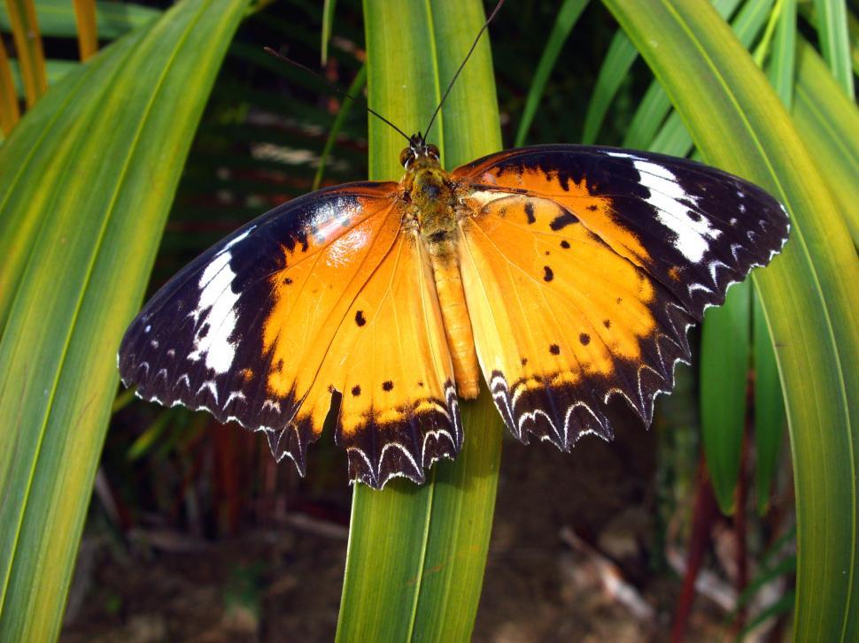 Free Image of Orange Lacewing Butterfly  