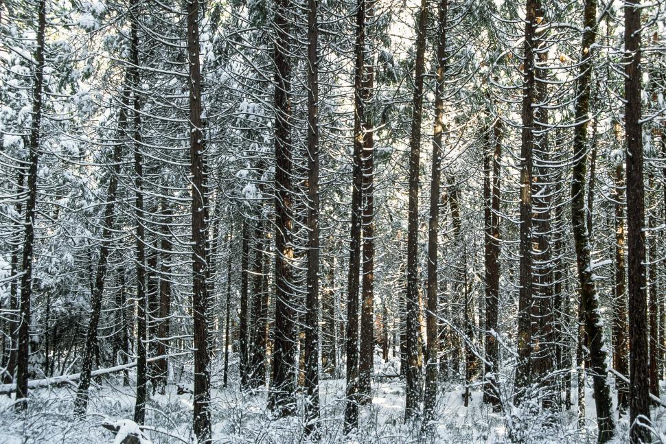 Free Image of Yosemite - Snowy forest 