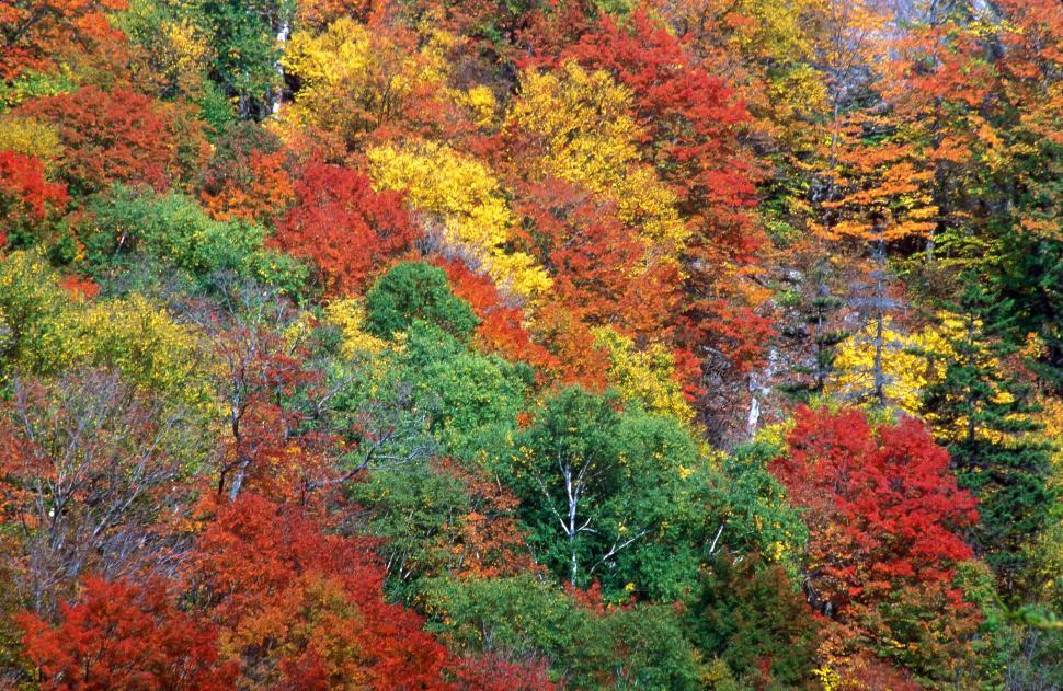 Free Image of Fall color at Height of Land 