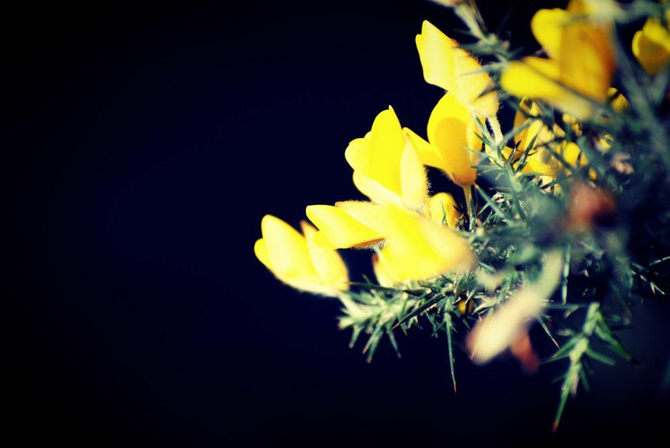 Free Image of Yellow Flowers Cluster on Black Background 