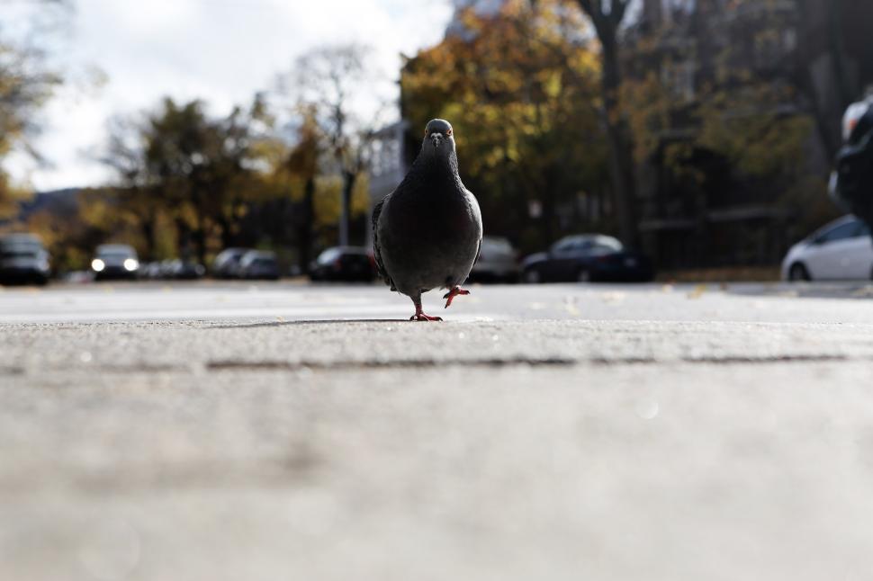 Free Image of Pigeon Standing on Sidewalk in Parking Lot 